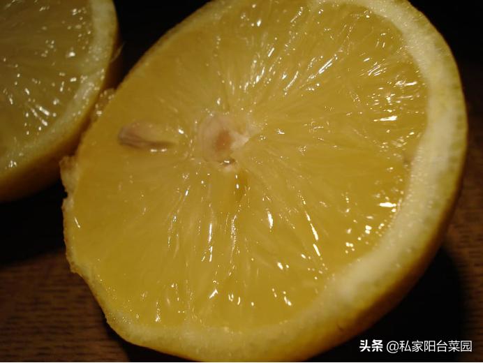 阳台种一年四季都可以吃的水果,阳台种水果首选这5种