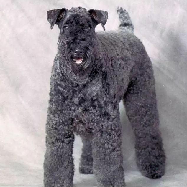 72种名犬分类介绍及图片,72种名犬及图片