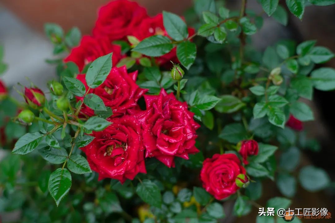 七工匠75mmf1.25夜神人像镜头,七工匠75mmf1.25参数