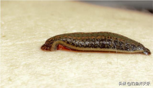 钓友野钓捡获一只巨鳖,58斤大鳖突然浮出水面吓坏江边人