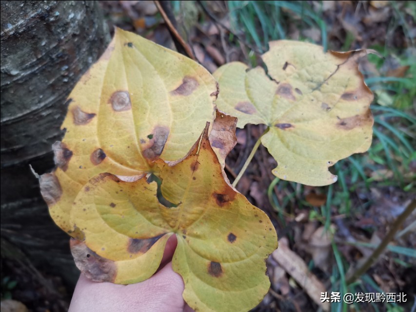 发现黔西北|毕节农村一种叫毛蕉的植物，做成食物很多人没有见过
