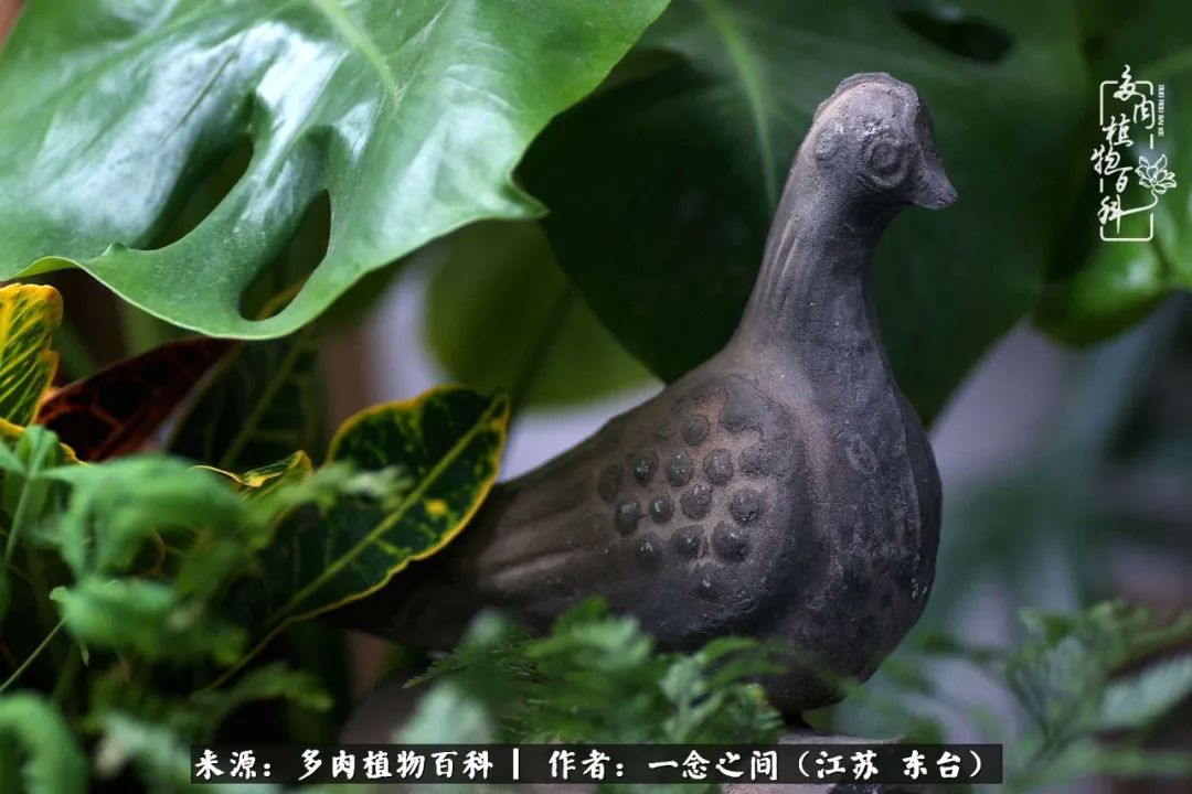 遇见花开蓝莓糖,遇见花开蔬菜沙拉酱
