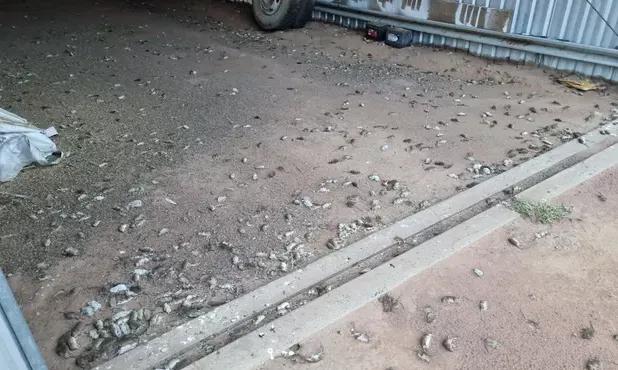 澳大利亚鼠灾事件视频,澳大利亚鼠灾真实事件