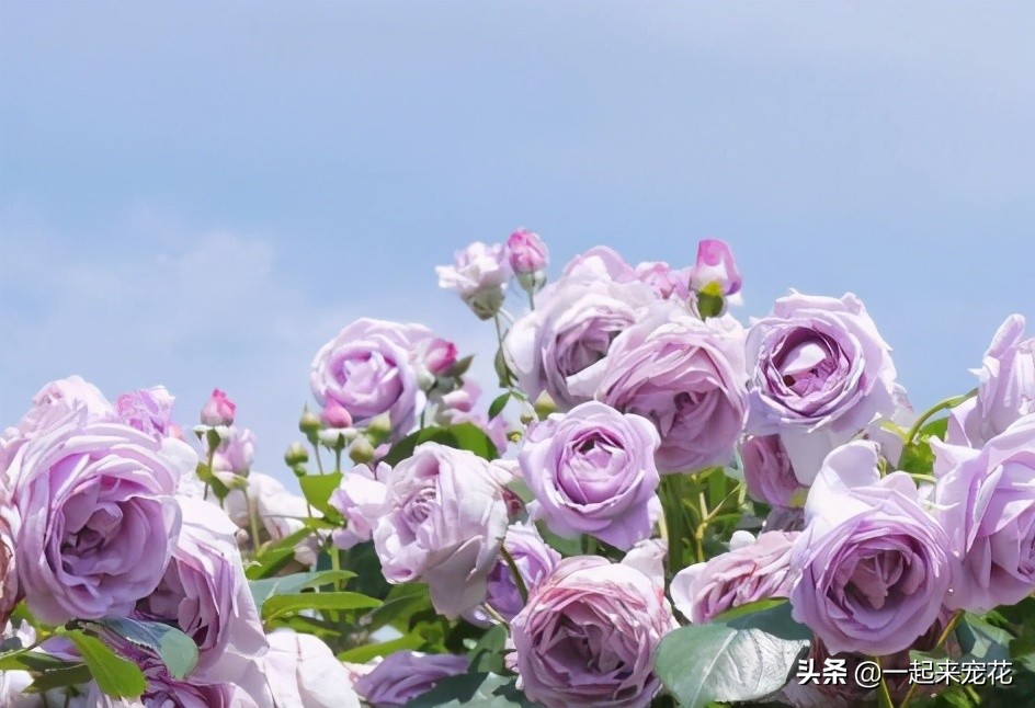 不容错过的花卉盛宴,不可错过的月季