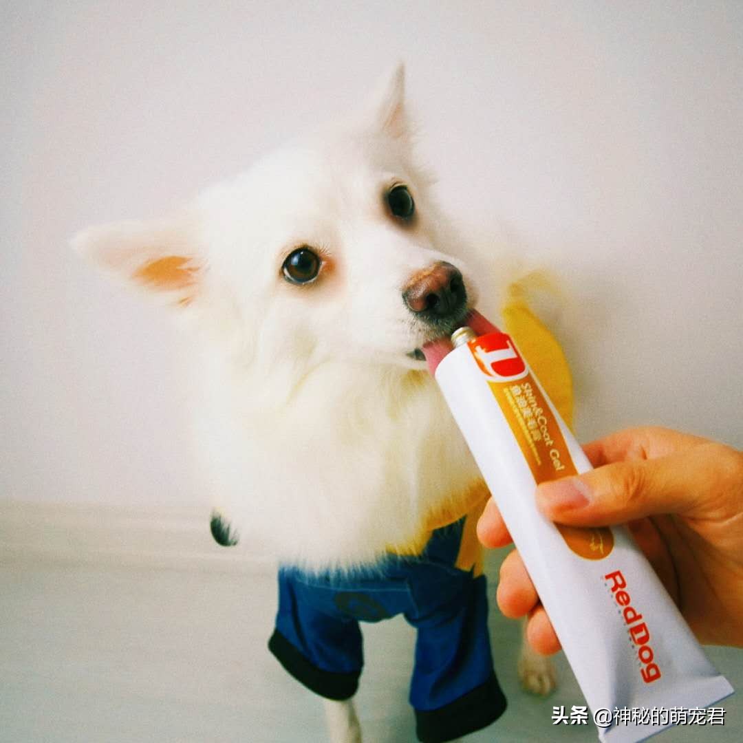 reddog猫咪化毛膏,reddog红狗化毛膏