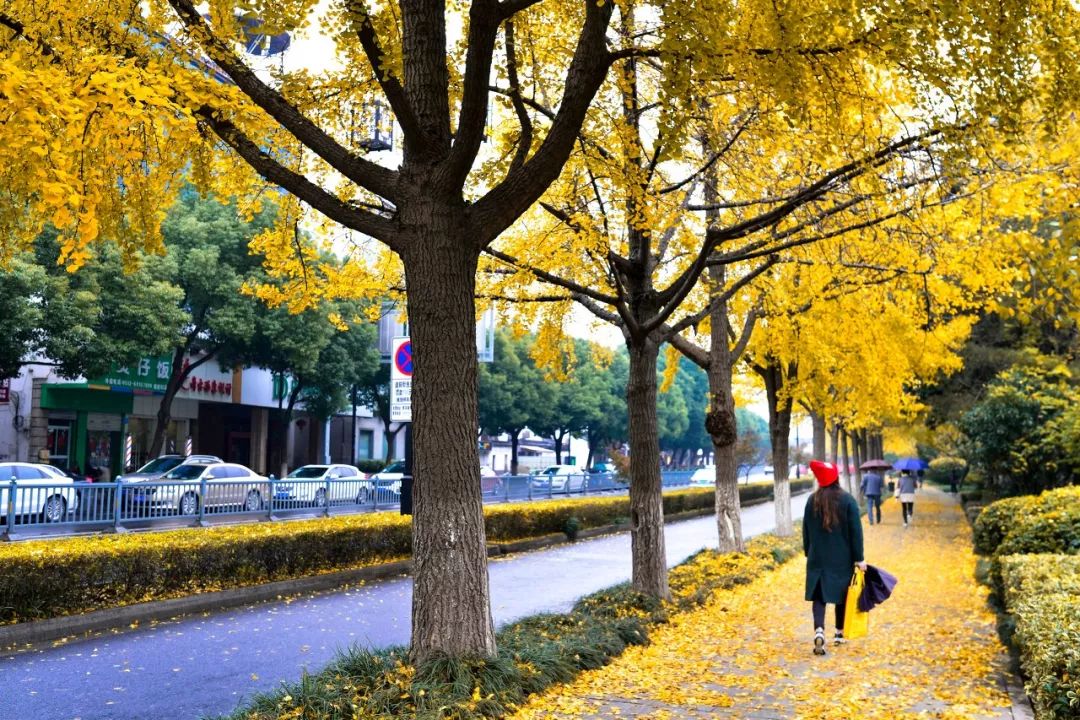 一入秋苏州成姑苏,秋色一入秋苏州就成了姑苏