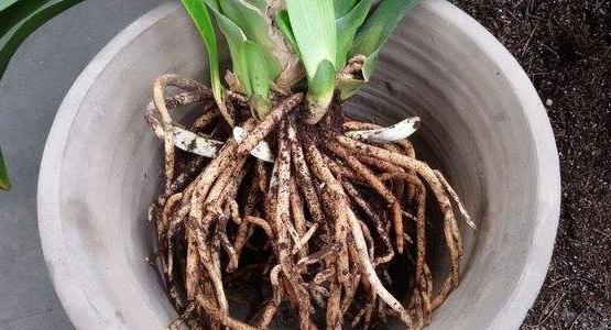 秋冬季君子兰换盆可以吗,君子兰春天换盆怎么养才能长得快