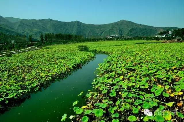 诗经女子：棣花，那一朵盛开的小镇