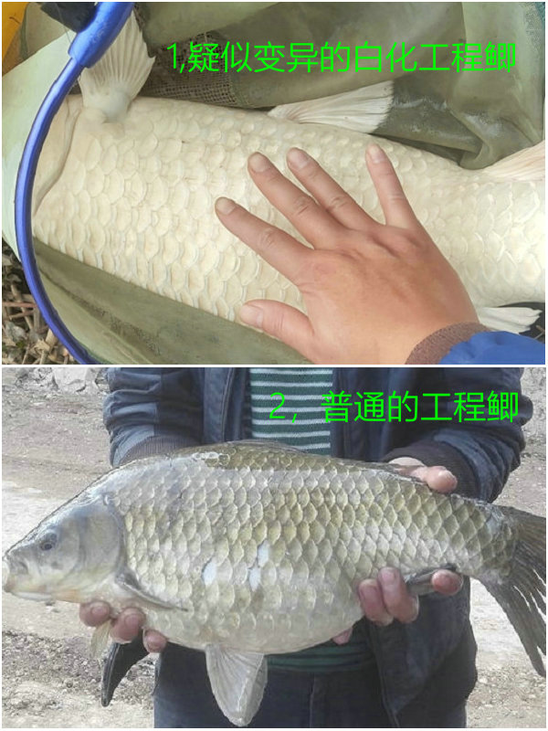 钓友钓到超大黄条鰤,顺德东平河钓白鲢