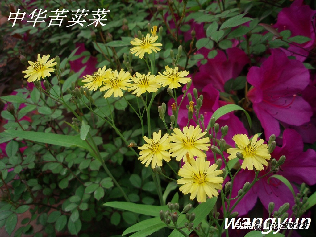 野生菊苣的辨认与图片,野菜苦菜识别方法