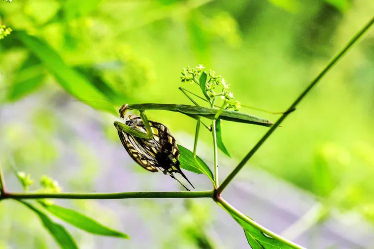 鎽勫奖鐜╁澶ф渤娑ㄦ按铻宠瀭鎹曡潐,铻宠瀭鎹曡潐灏忓搧