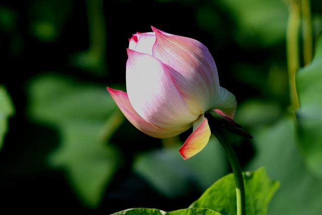最美的荷花诗句,一起赏荷花的诗词歌赋