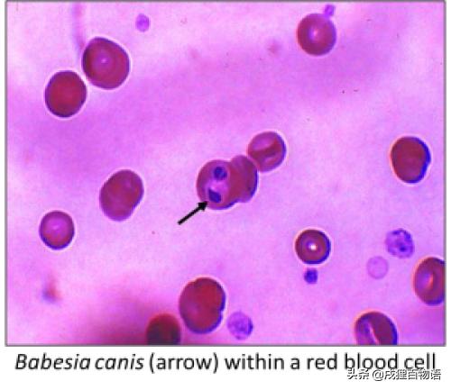 学习！狗狗的驱虫药，如何选择？