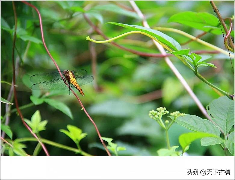 南岳衡山喊客视频,南岳衡山旅游视频