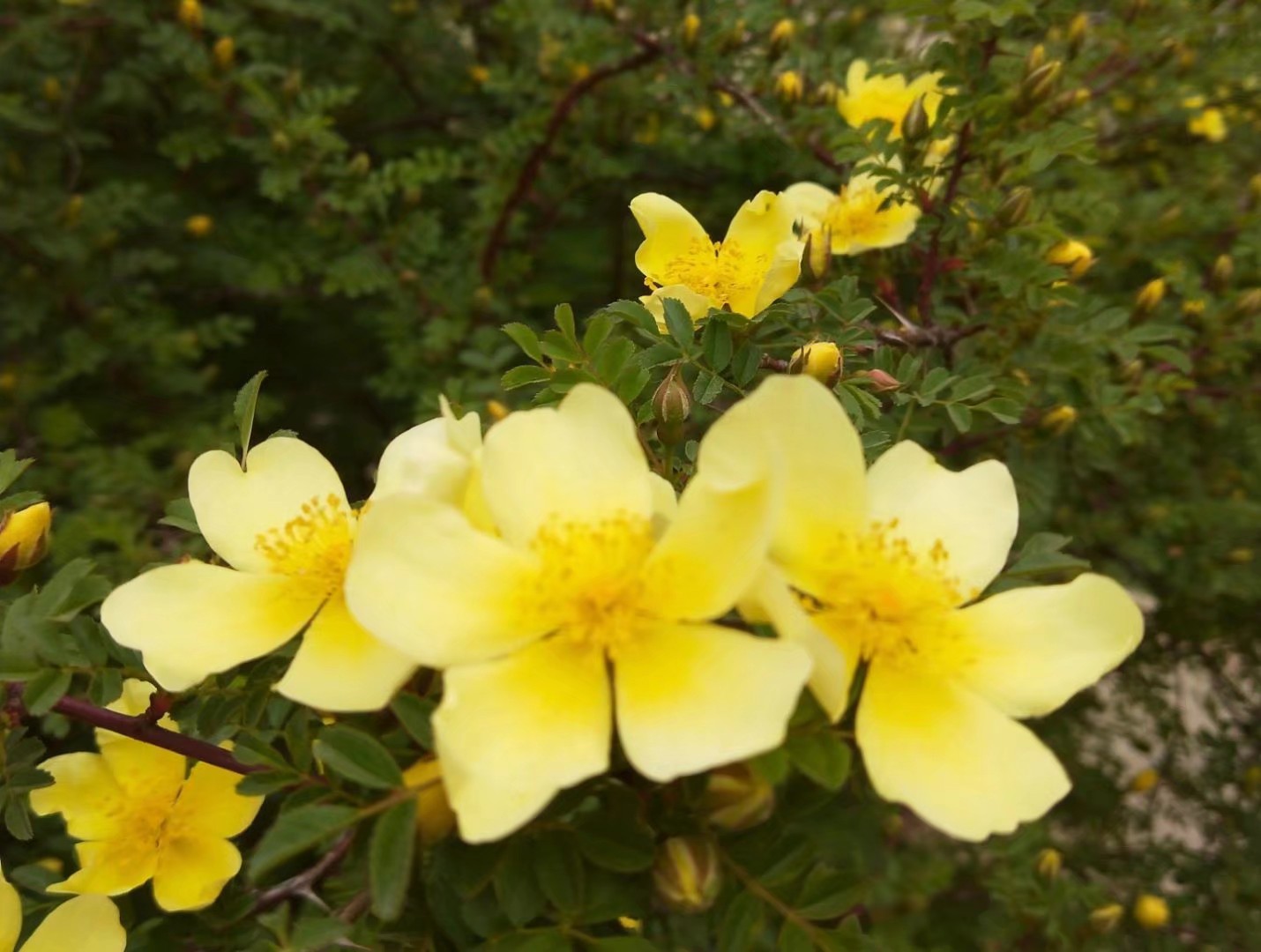 湘萍九天乘鹤群友八荒挽词——中国知青卓越群悼念老知青蔡湘萍