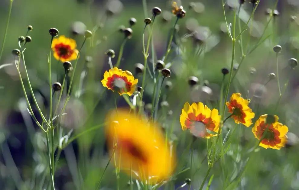 清明古诗词集锦,清明古诗词文案