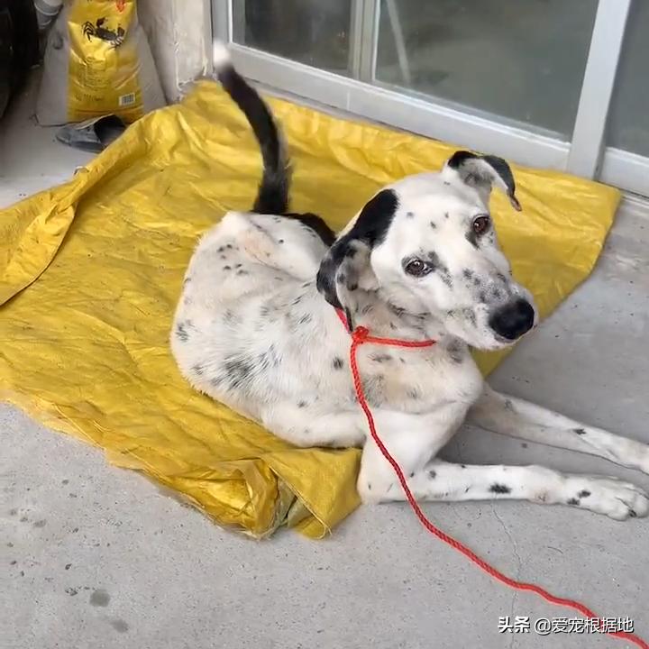 老年人斑点狗被遗弃,流浪狗被遗弃骨瘦如柴