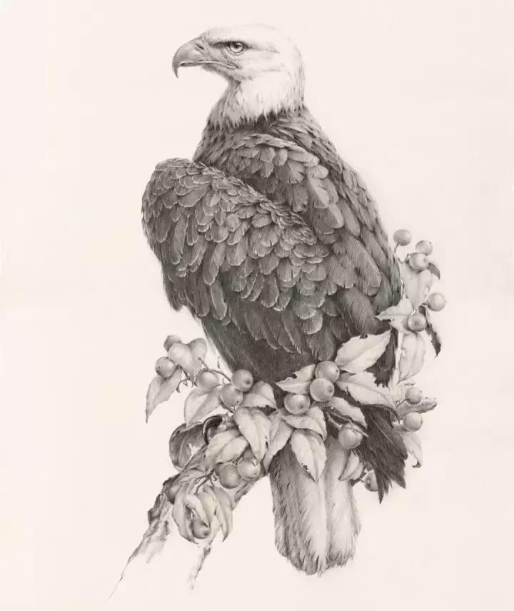 好看的动物素描,一看就会的动物素描