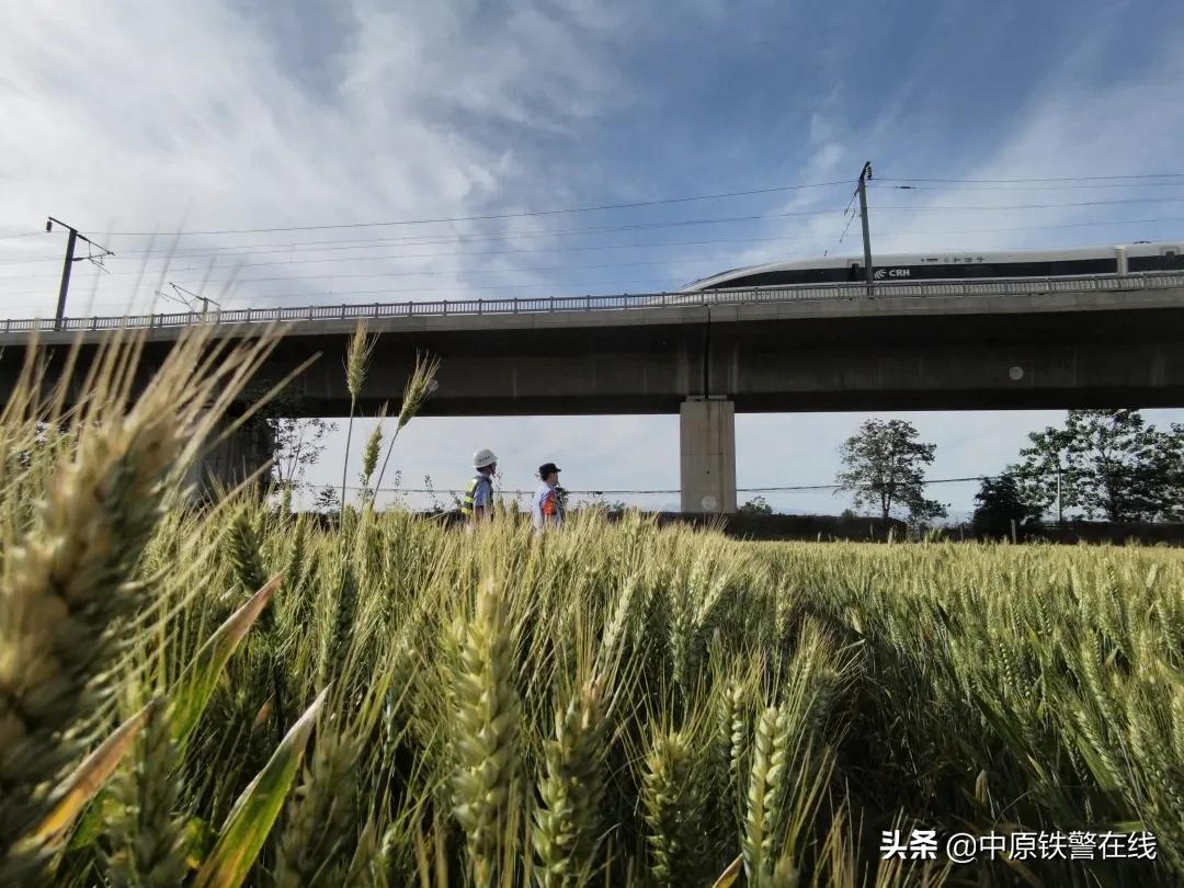 麦田里的守望者歌曲,麦田里的守望者下载
