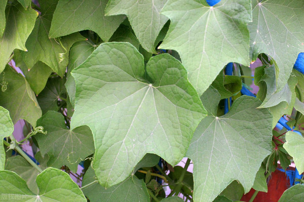 佛手瓜种植方法视频播放,佛手瓜是什么科植物