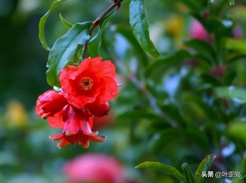 山前青青野艾草，你家门前插几枝？