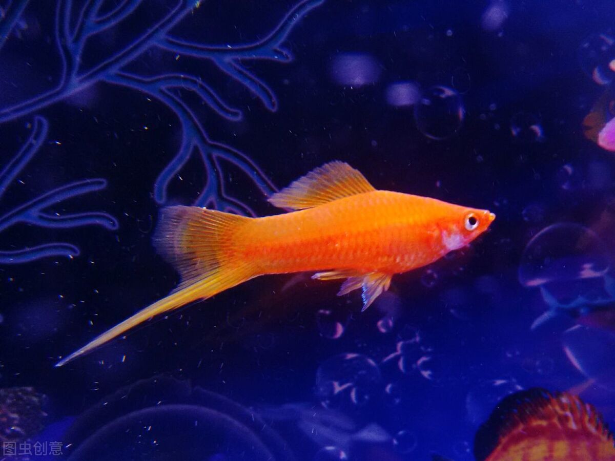 红剑鱼需要怎么养,红剑鱼怎么养才能长久地活下来