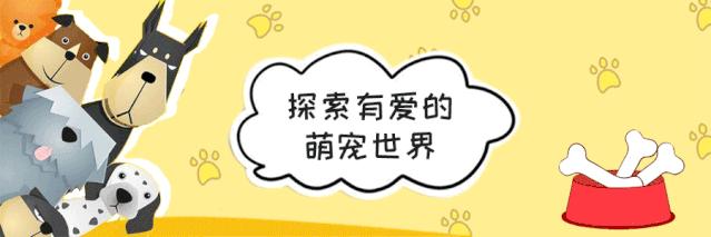 汪星人的种类,盘点不同种类汪星人