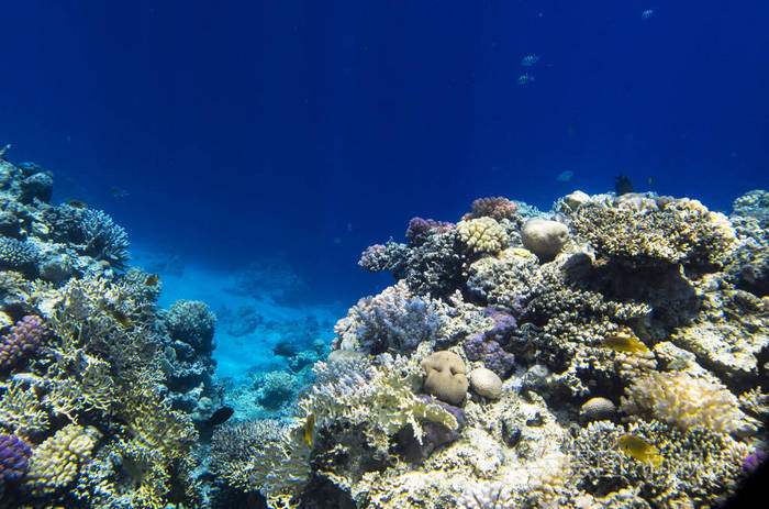 我国科学家首次在南海发现鲸落,南海首次发现鲸落代表什么