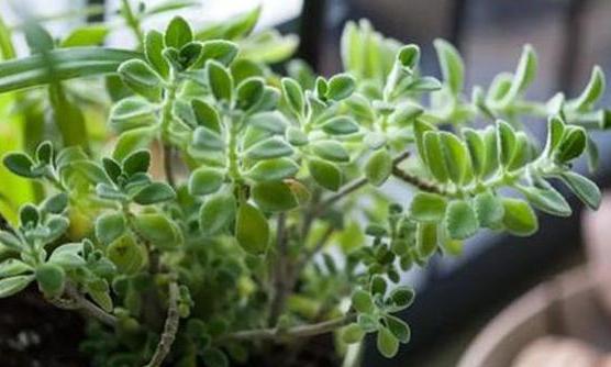 家里盆栽有飞虫怎么弄,盆栽泥土有飞虫怎么处理