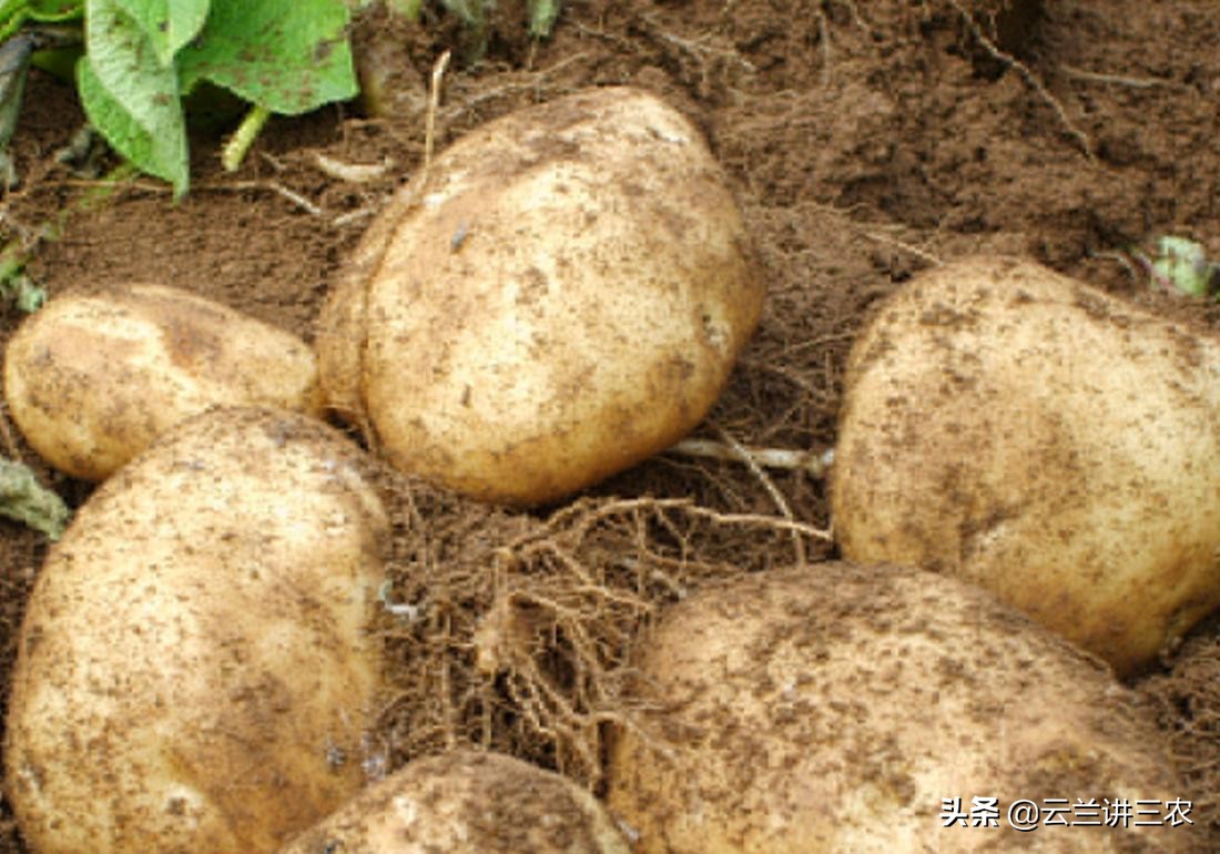 马铃薯栽培标准是什么样的,适宜南方种植的马铃薯品种有哪些