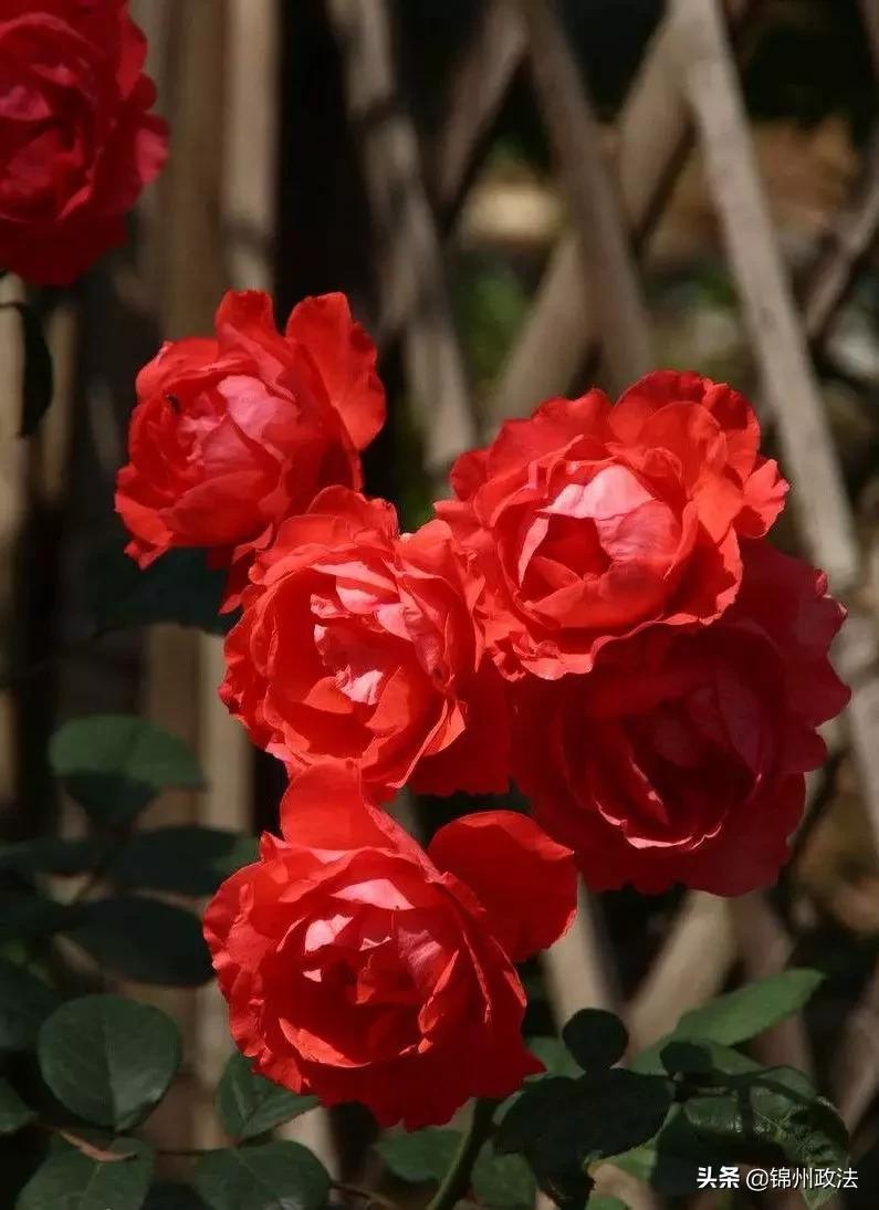 辽宁中国特点农产品优势区名单,辽宁特点农产品品牌有哪些