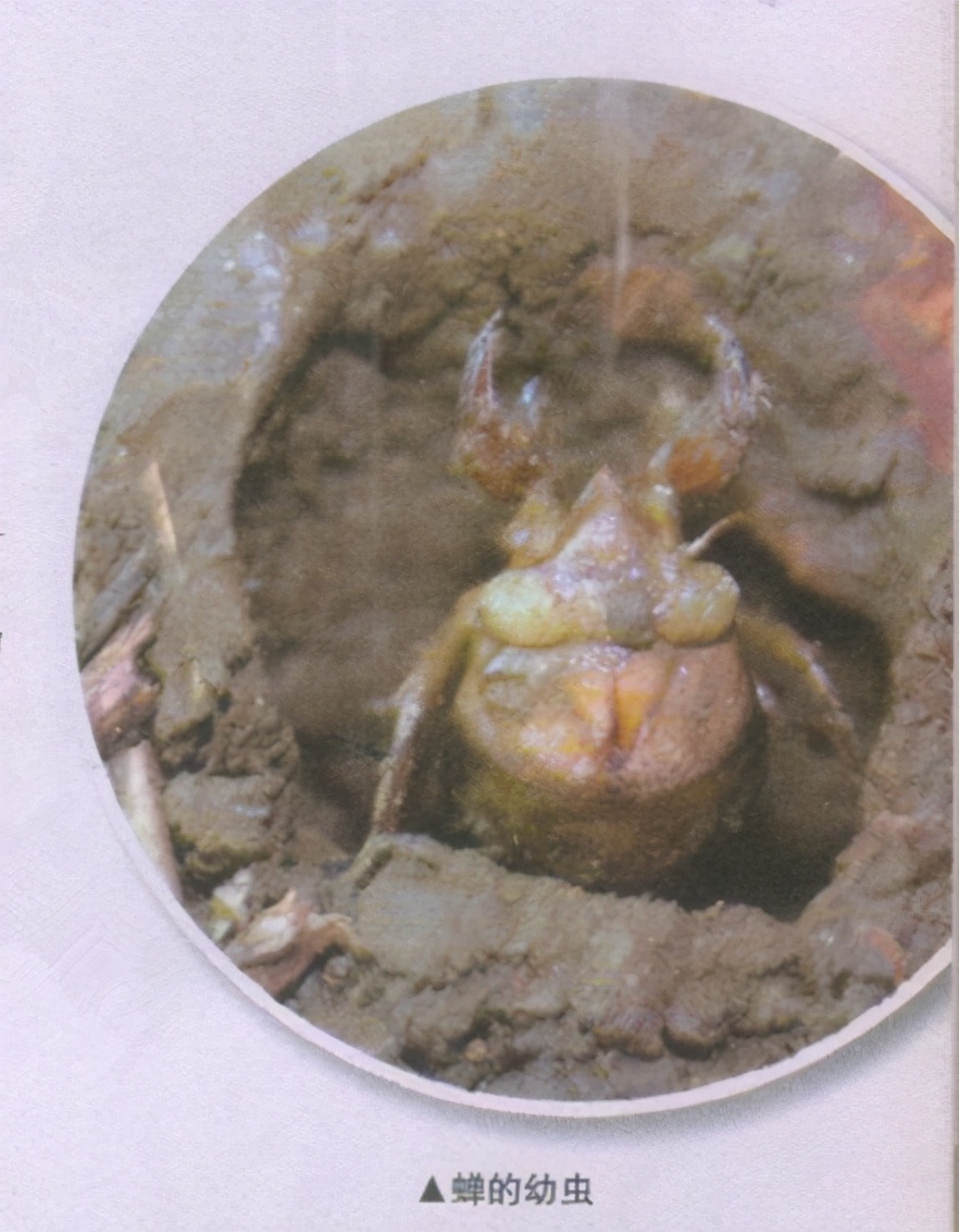 昆虫样子特点,昆虫视觉是什么样的