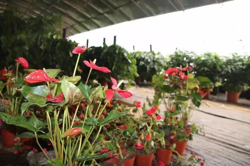 湘妹子的“花世界”——记黄陵县妇女创业能手张凤姣