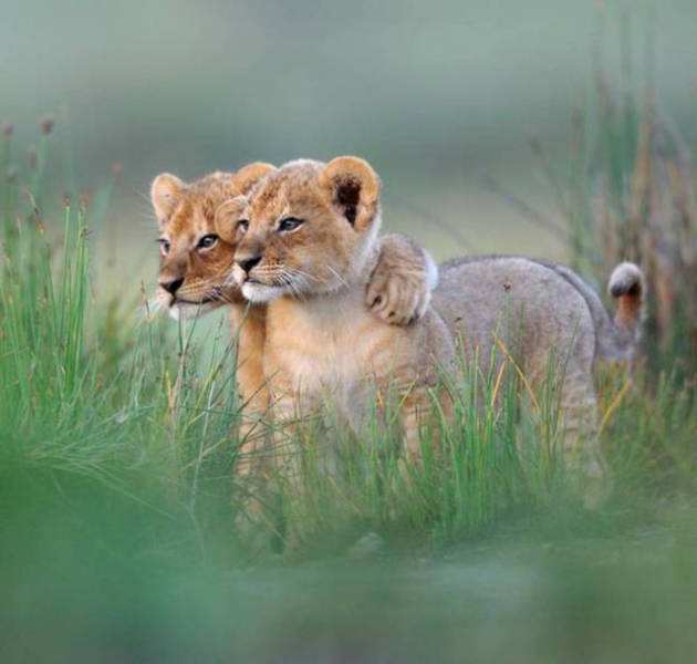 搞笑段子笑抽我了,保险搞笑段子笑趴你