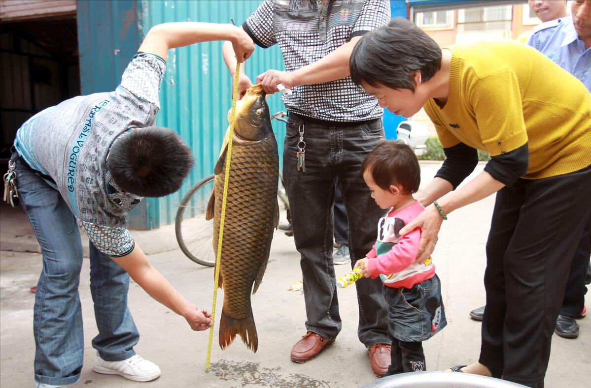 南方鲤鱼和北方鲤鱼区别,鲤鱼能长多少斤