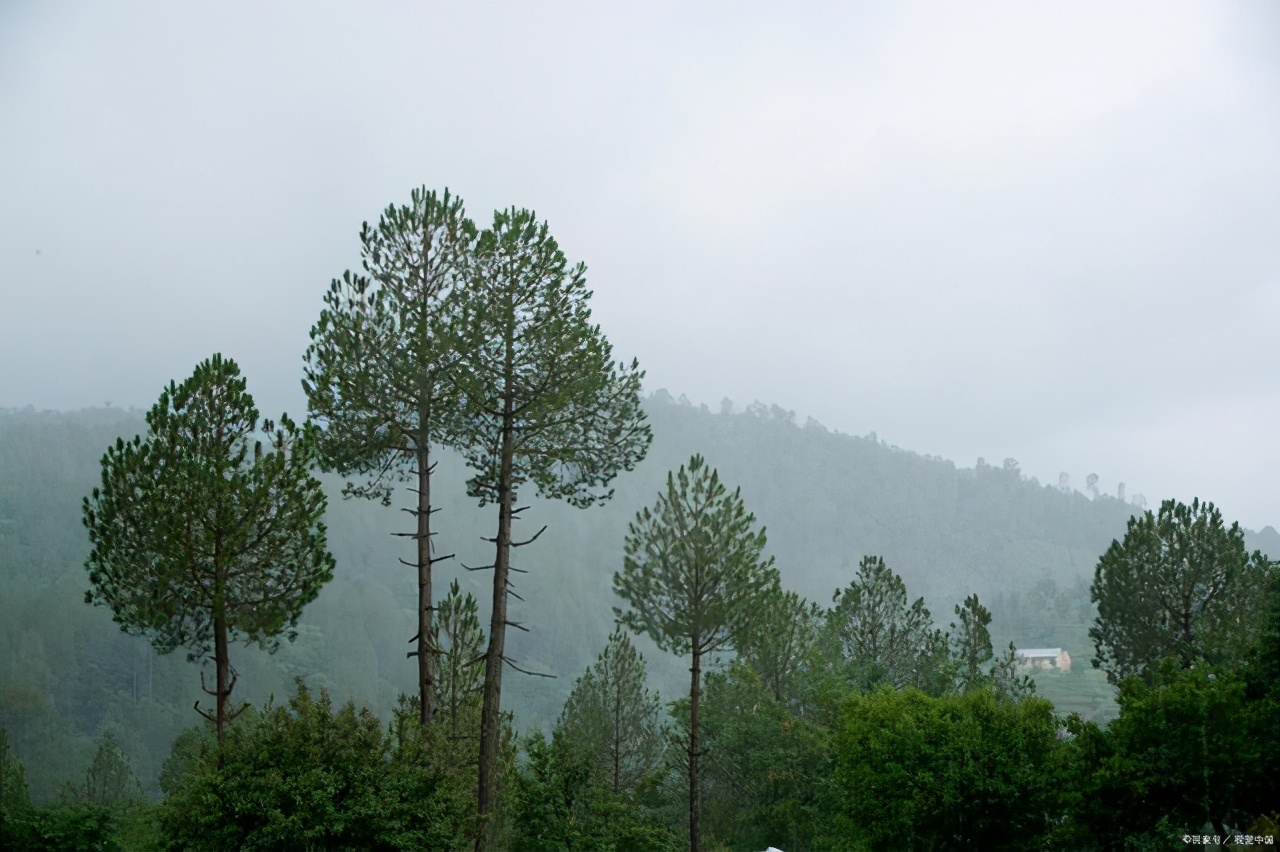 笔直的松树，为什么是坚强的象征？这三首诗词道出了原因