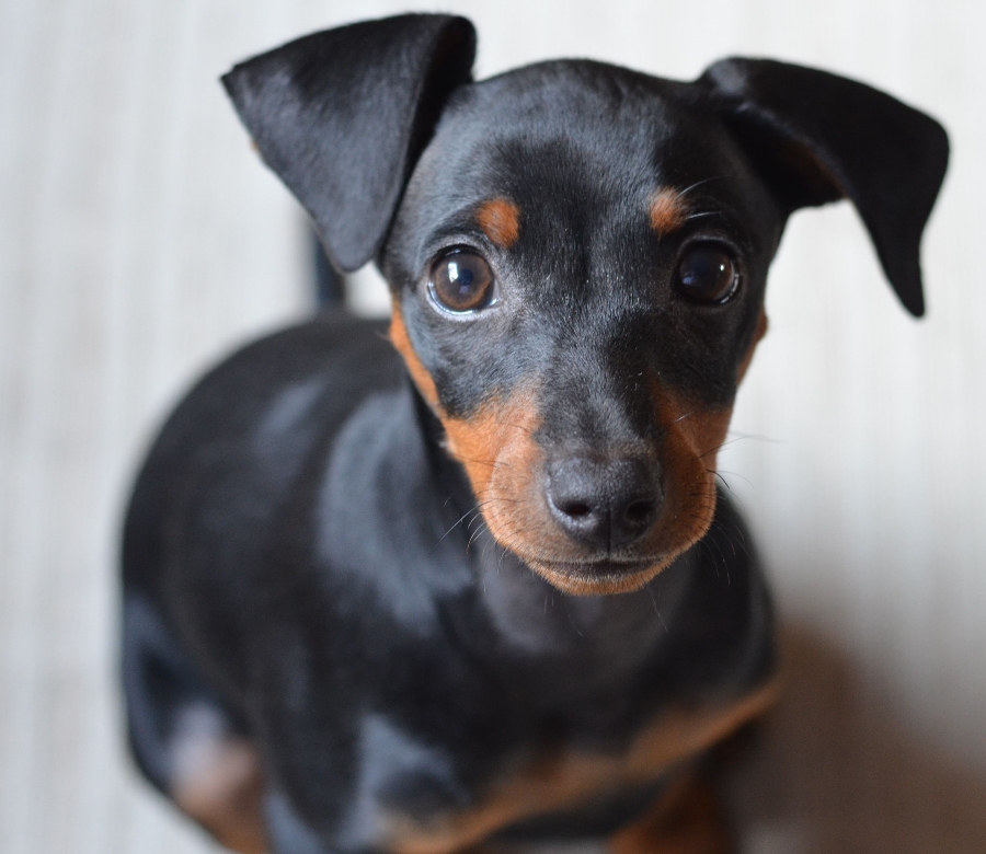 适合老年人养的狗排行榜,适合老人养的狗好养活的品种