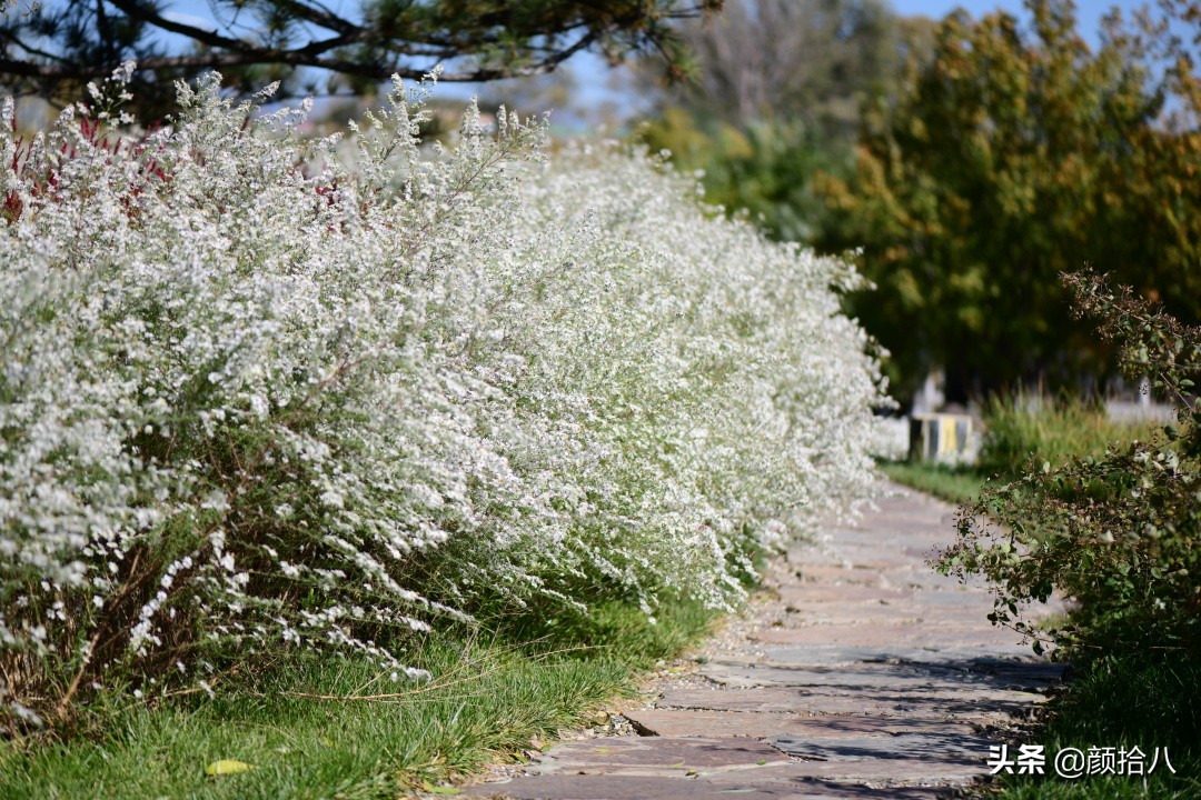 扶不起的绿植,扶不起的绿植视频