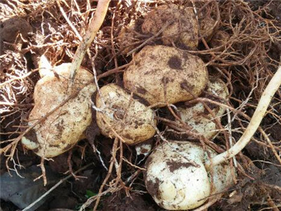 黄精种植技术黄精产量有多高,种植黄精和野生黄精的区别