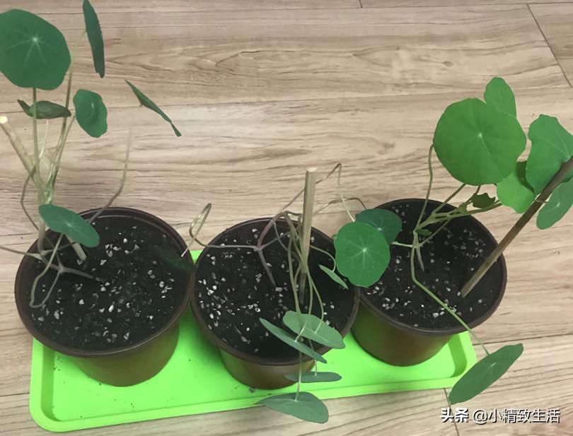 大面积花卉种子播种方法,播种盆栽需要注意哪些细节