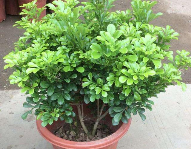 米兰花怎么养才开的茂密,米兰花怎么养才开得好