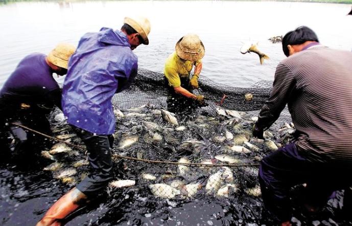 池塘养鱼常见九个问题及处理方法,池塘养鱼对水质的要求