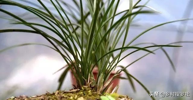 春兰从花苞到开花的过程,春兰花苞什么时候开始开花