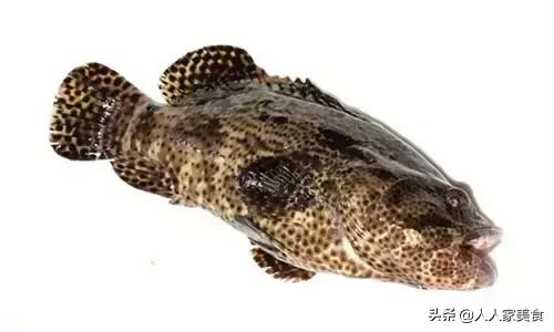 最好的十种石斑鱼,最漂亮的几种石斑鱼