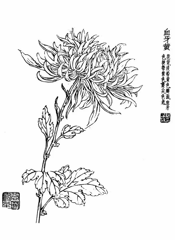 菊花白描基础花瓣的画法,白描菊花用笔