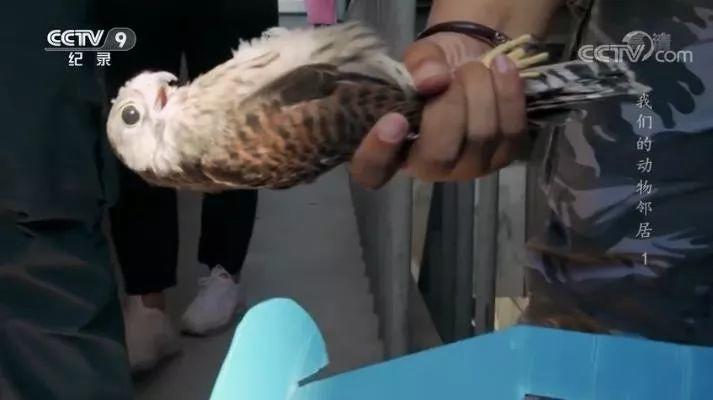 央视拍这种片怎么就没「流量」