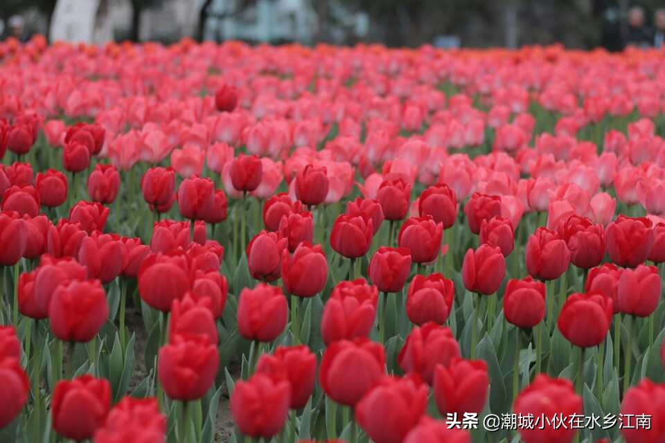 海宁梅园风景图片,海宁梅园