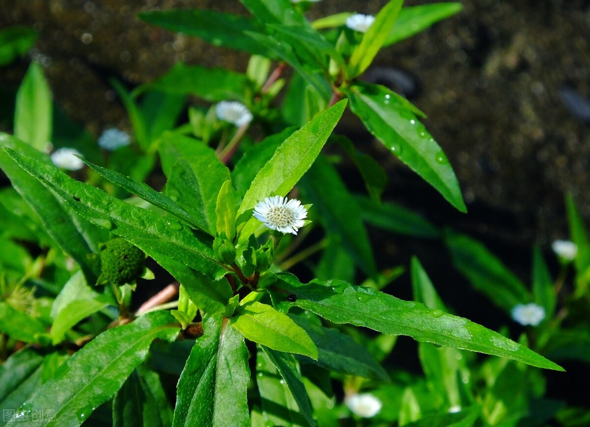 白头发多，头发稀疏、甚至脱发？两个中药，滋补肝肾，生发乌发
