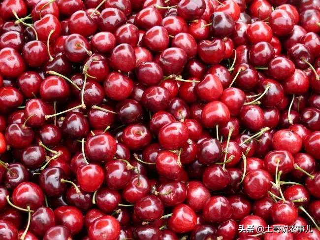 樱桃品种比较甜的品种有哪些,比较少见超甜樱桃品种