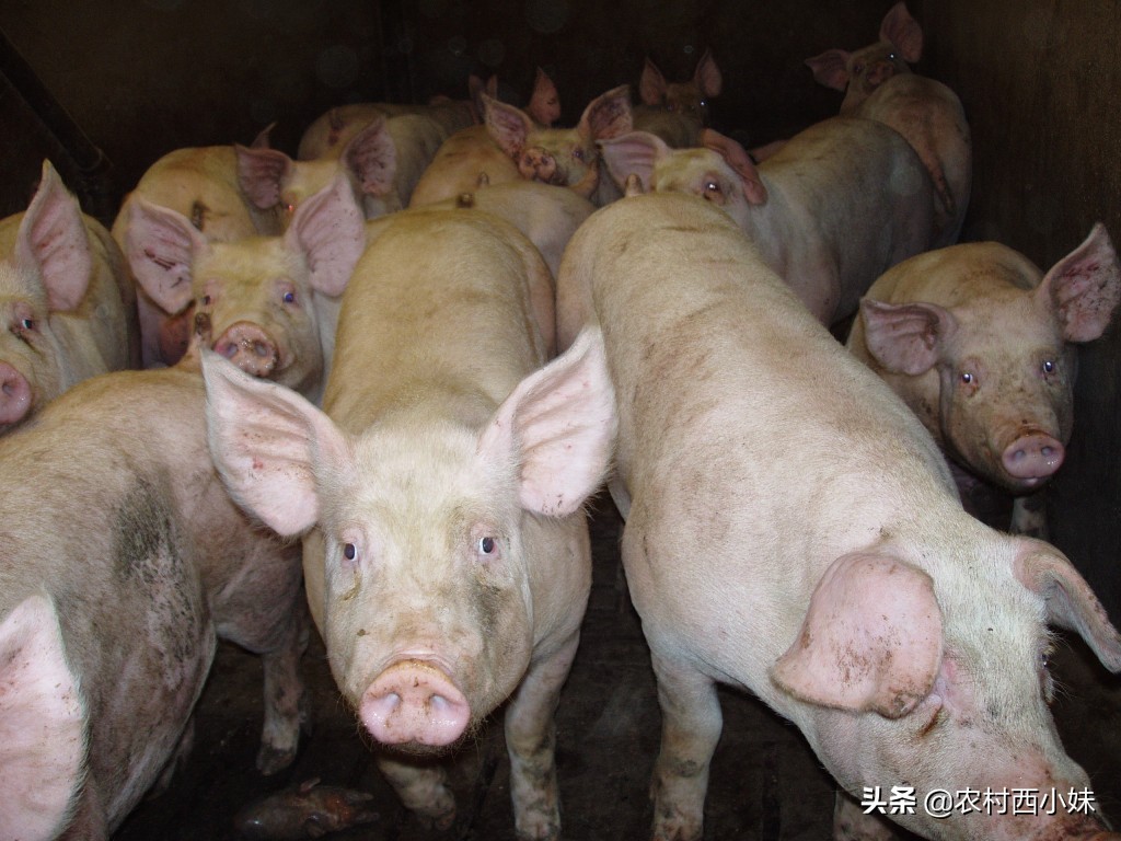 猪高烧不退是啥病打什么药,猪持续高烧不退怎么办